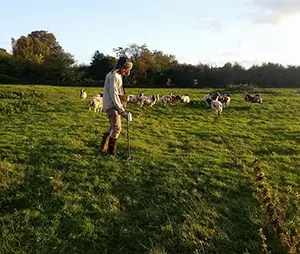 Magnetic Susceptibility - A field surveyor taking measurements on grassland