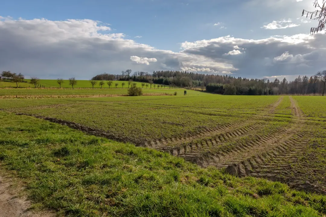 Geophysical Surveys and Trial Trenching
